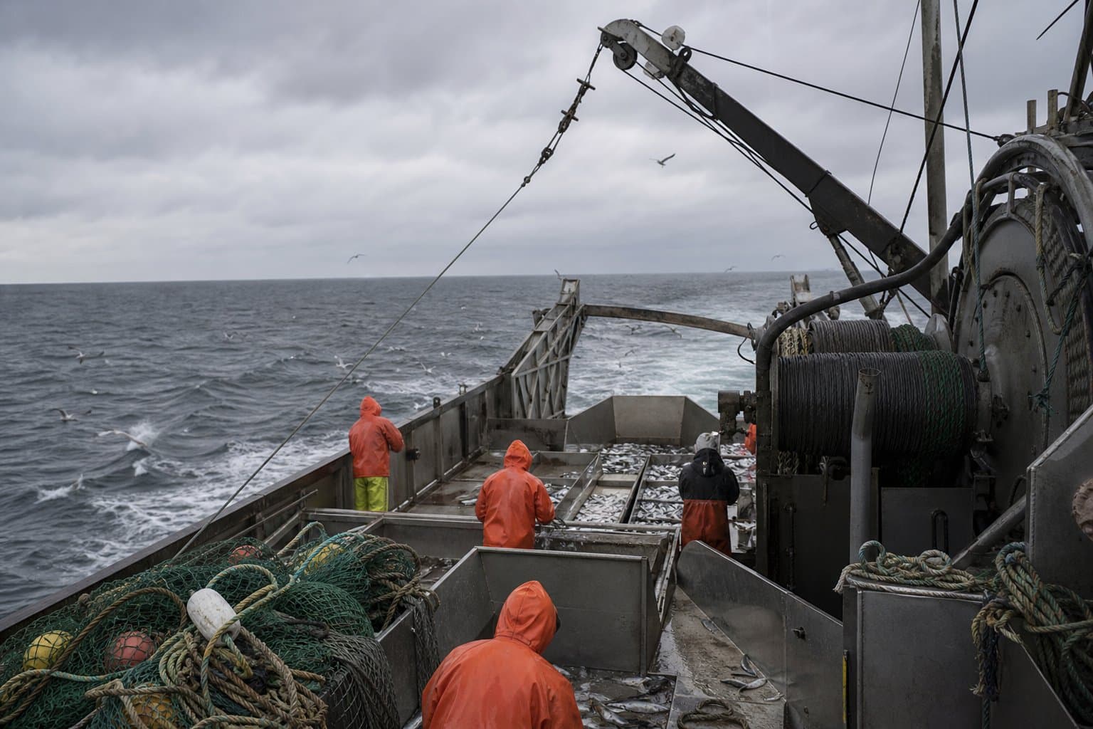 Cover image for article: Pollock trawlers shut out of central Bering Sea area after hitting herring bycatch limit