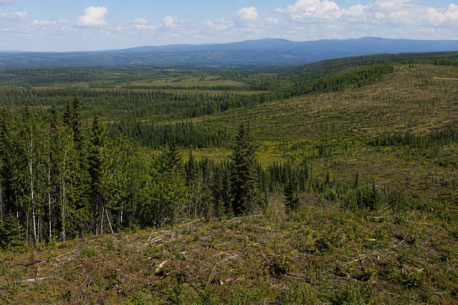 Cover image for article: State maps five years of possible Fairbanks-Delta timber sales