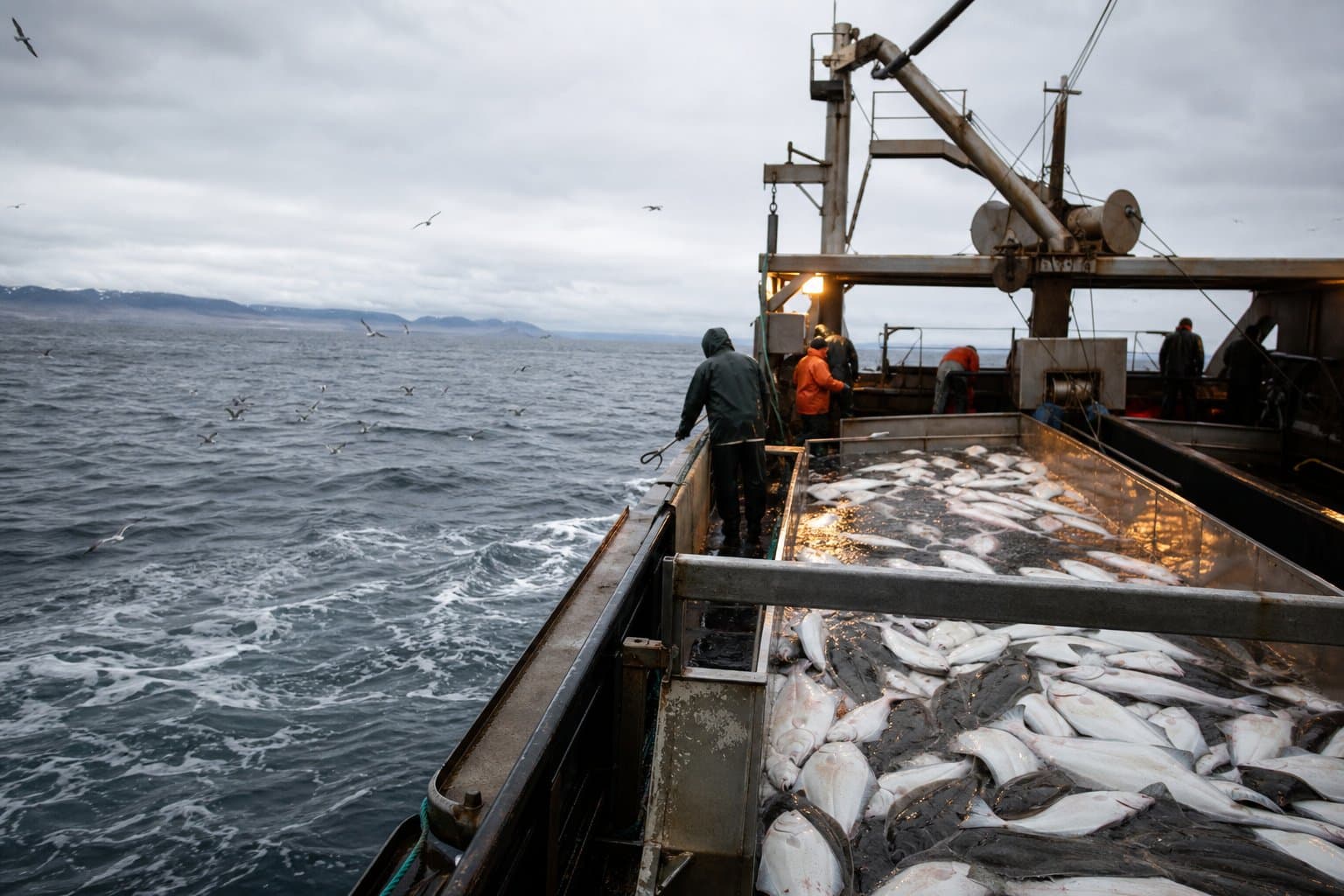 Cover image for article: Managers want to double a halibut cap. Their own analysis warns against it.