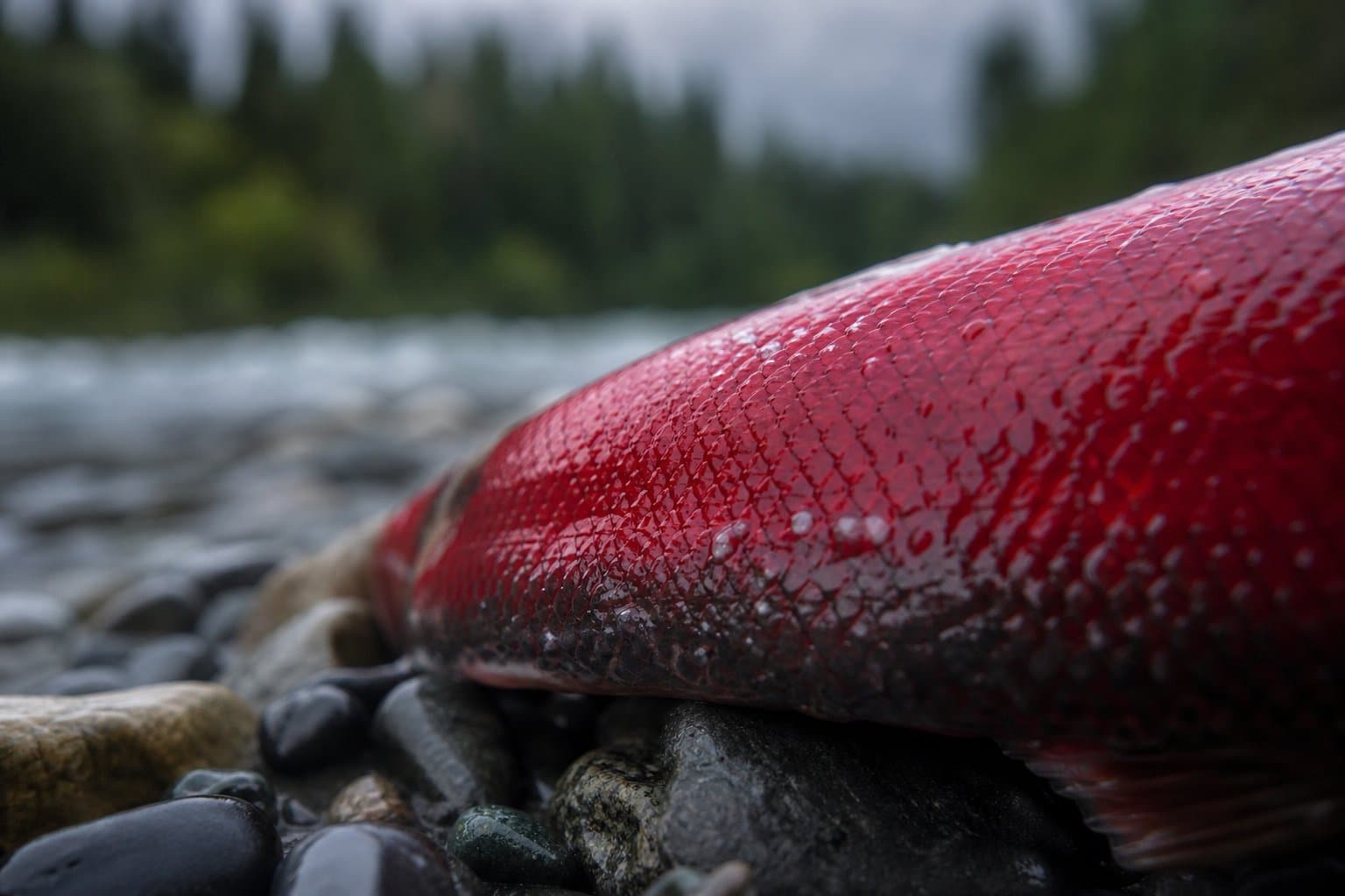 Cover image for article: Russian River Sanctuary opens early June 18 for sockeye season