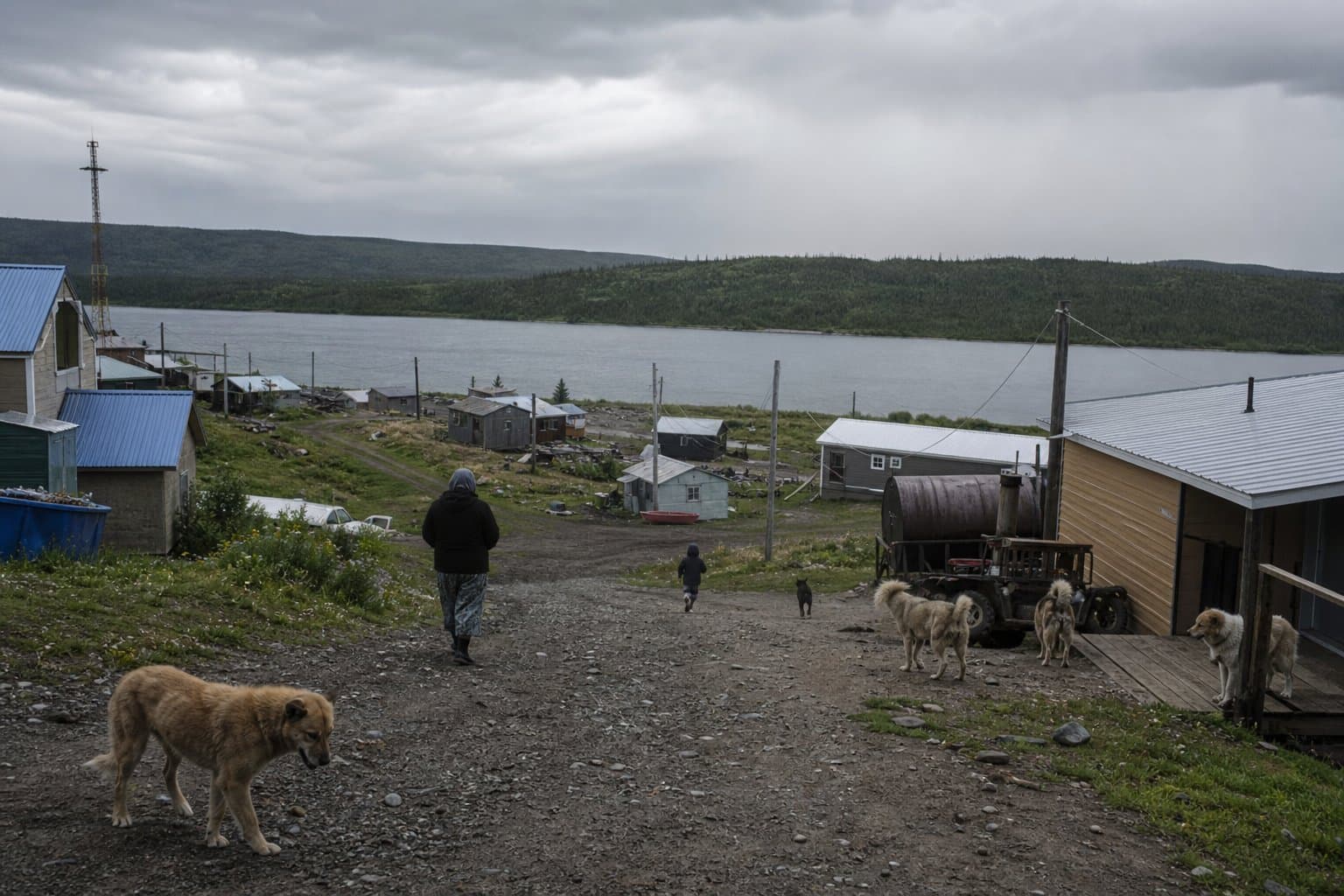 Cover image for article: Veterinary care reaches rural Alaska, where dog-bite rates run high