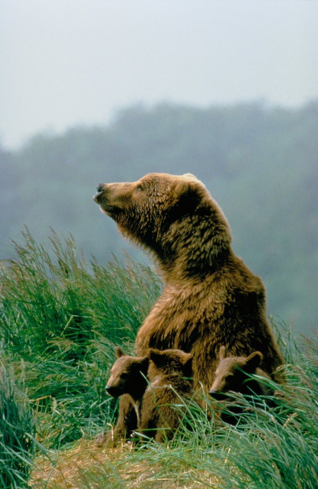 Cover image for article: Federal Subsistence Board adopts 52 wildlife proposals for Alaska