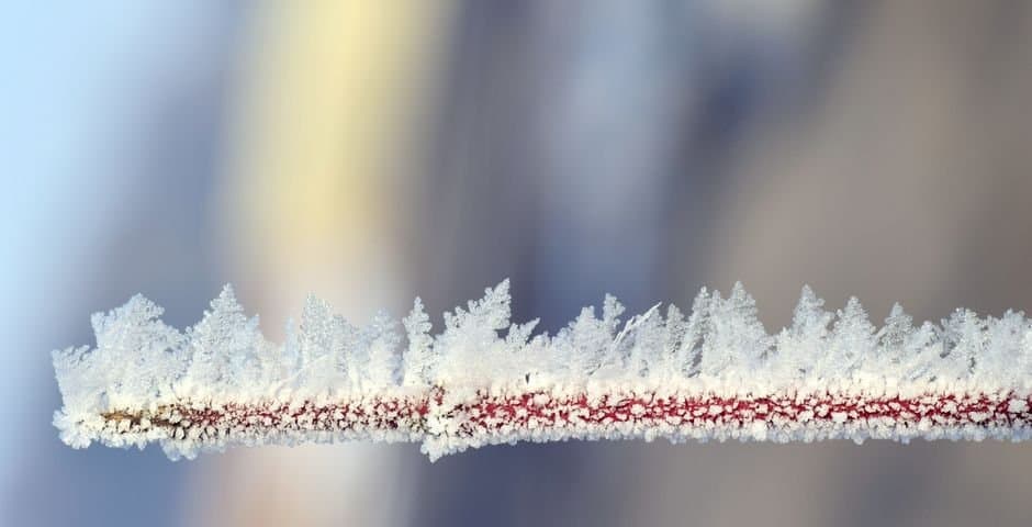 Cover image for article: Frost advisories hit Fairbanks gardens during planting season