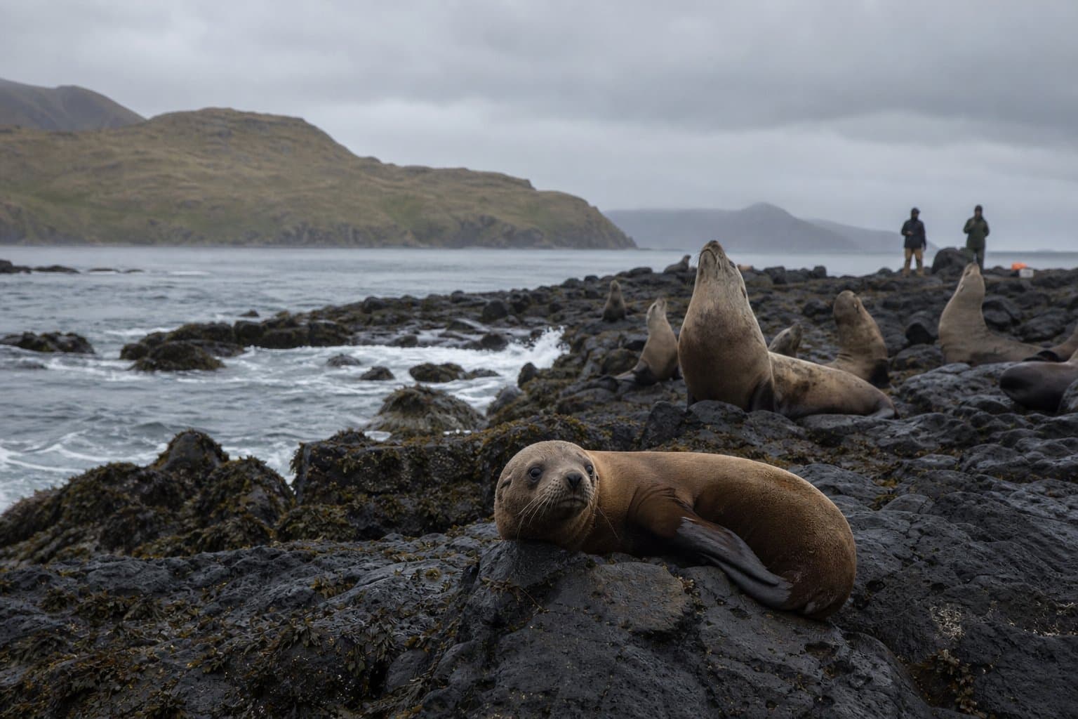 Cover image for article: Mercury in Western Aleutian sea lion pups exceeds safety thresholds, prompting $1.5M NSF study