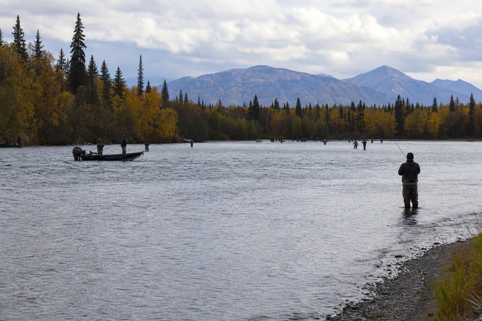 Cover image for article: Kenai anglers won't get the extra coho they were expecting this fall