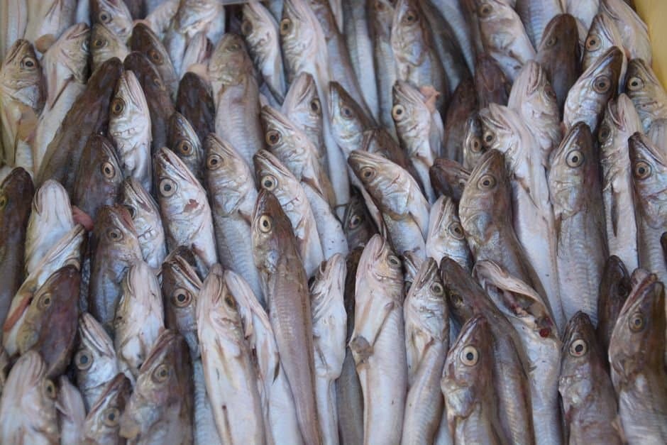 Cover image for article: Bering Sea pollock assessment moves to near-infrared aging, with microscopes as a check