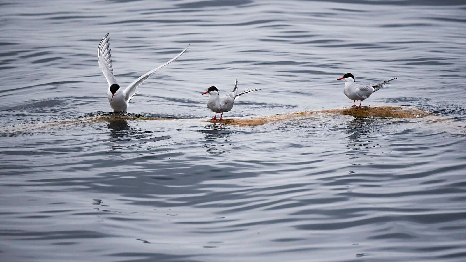 Cover image for article: Interior seeks nominees for five Exxon Valdez spill advisory seats