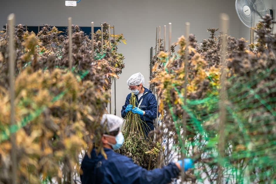 Cover image for article: Wasilla concentrate maker sought license change for THC gummies; board's April decision not in record