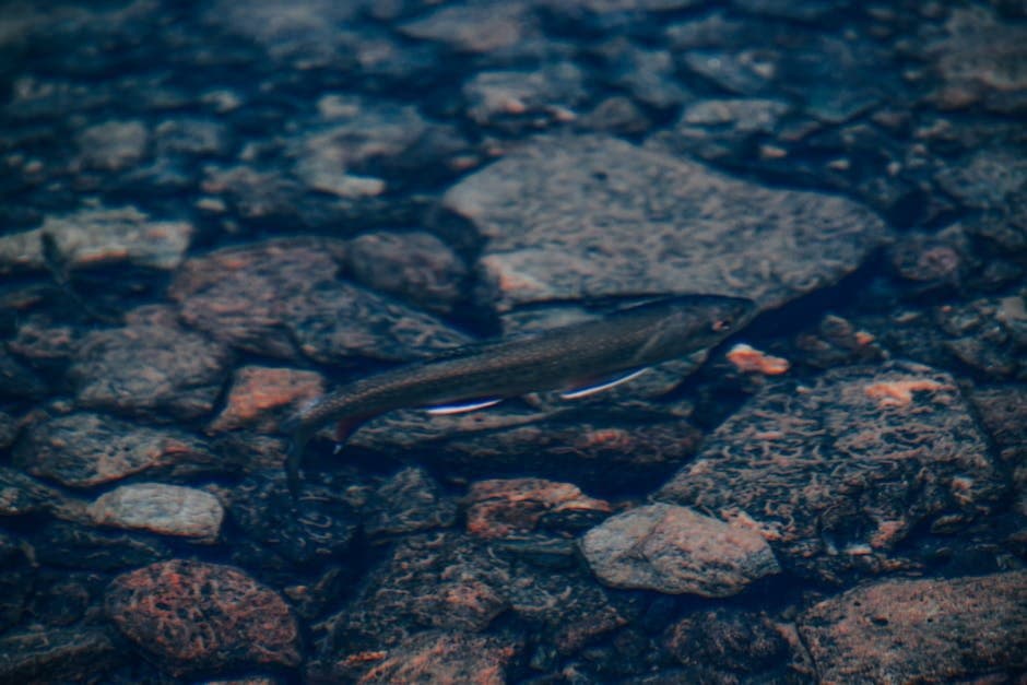 Cover image for article: Cold Spring Delays Situk River Steelhead Spawning, Extends Fishing Season