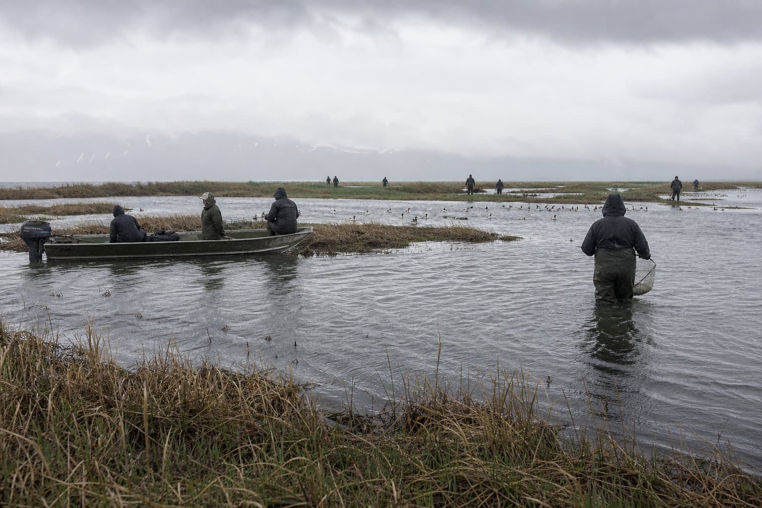Cover image for article: Federal migratory bird subsistence rules take effect across Alaska