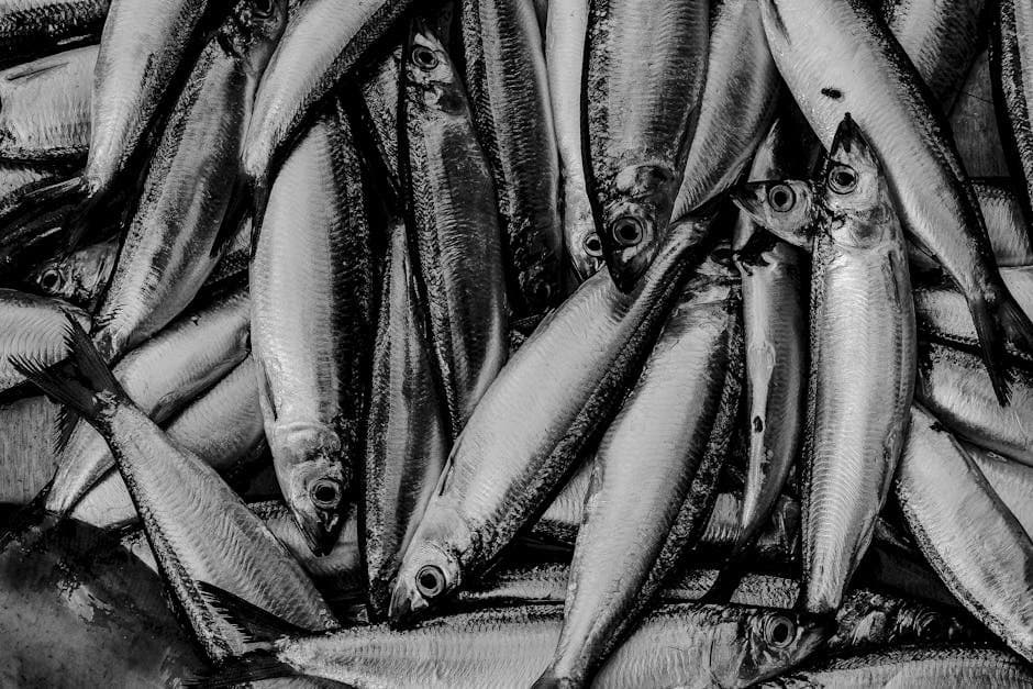 Cover image for article: Fish and Game sets cleanup rules for herring pound structures
