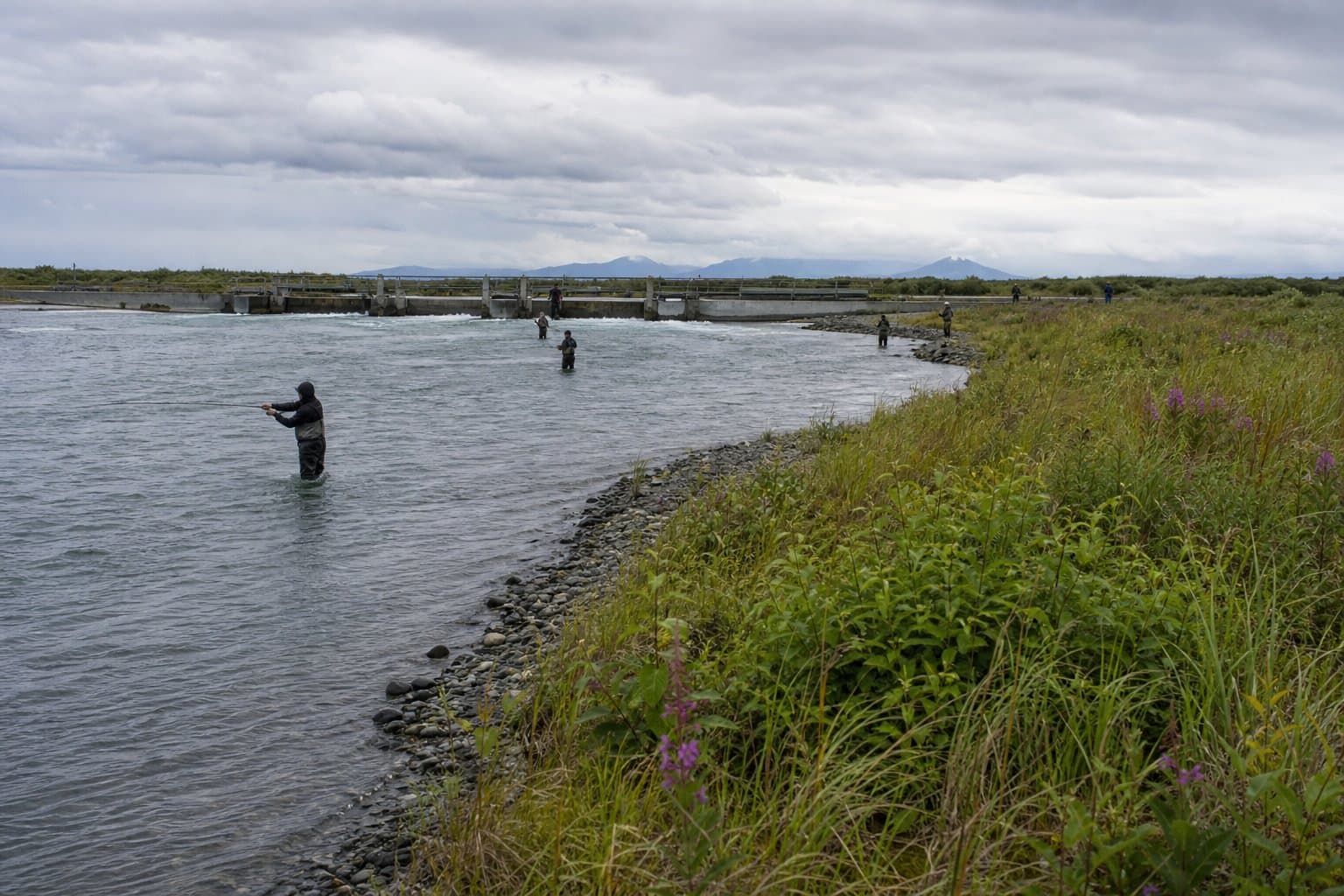 Cover image for article: Mat-Su sockeye opens up — but the kings stay closed