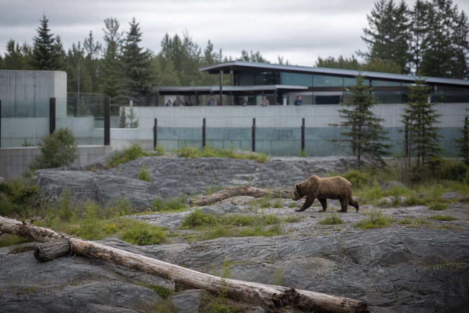Cover image for article: Alaska Zoo female bear moved to solitary enclosure after June attack; ADF&G release came 32 days later