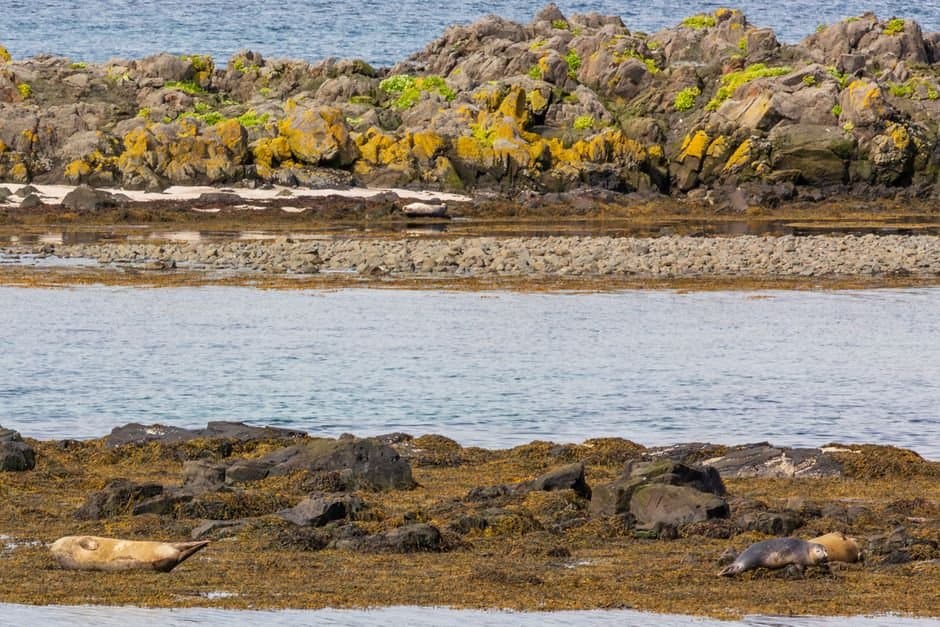 Cover image for article: NOAA awards $99,451 to St. George Island tribe for another year of seal monitoring