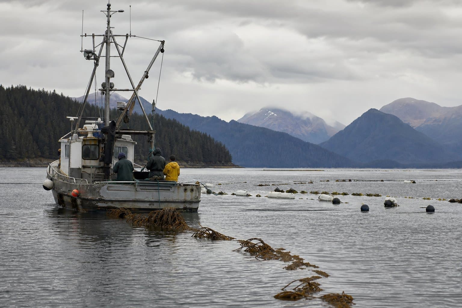 Cover image for article: NOAA atlas flags 77 possible seaweed and shellfish farm zones in Gulf of Alaska waters