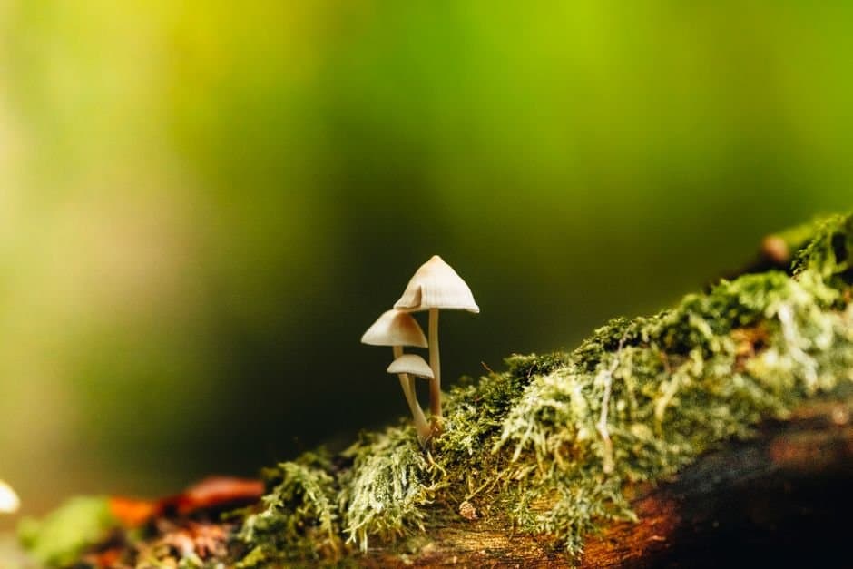 Cover image for article: An Alaska psilocybin initiative faces its signature deadline Monday