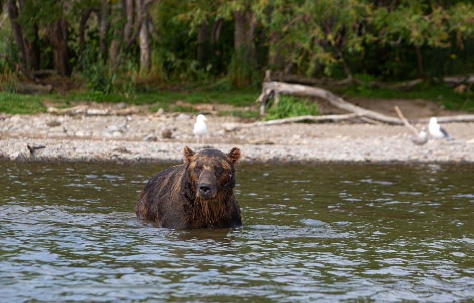 Cover image for article: Kodiak king salmon bag limit cut to one fish as Karluk runs collapse