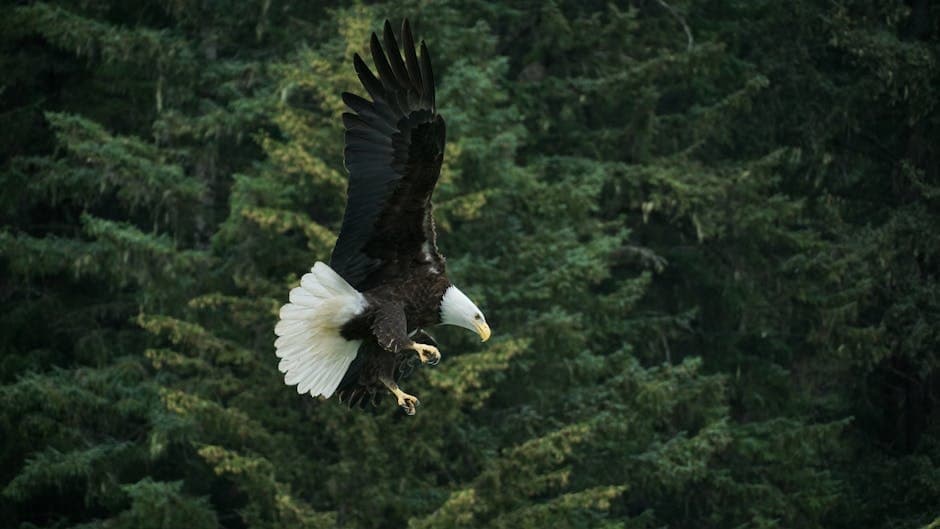 Cover image for article: Alaska proposes timber sales in Haines State Forest habitat areas