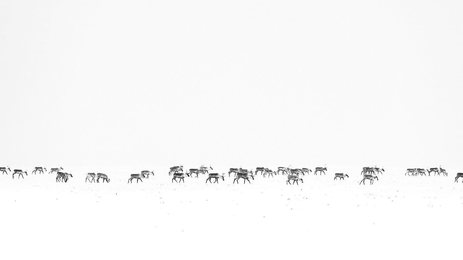 Cover image for article: Proposal would close Western Arctic caribou hunting if herd falls to 75,000