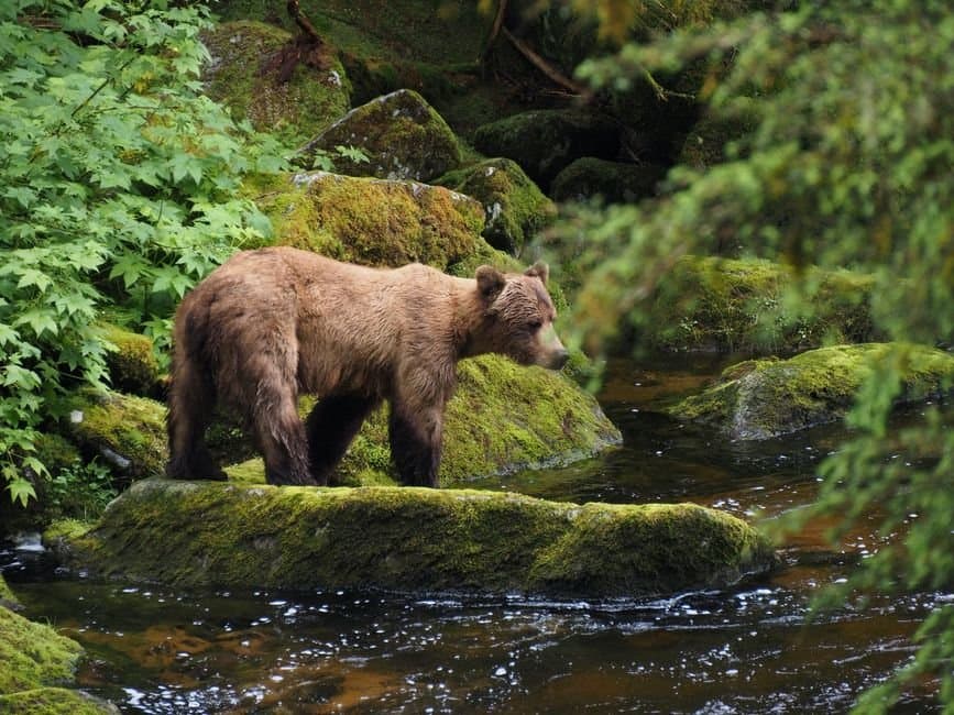 Cover image for article: Haines woman seriously injured by bear on Mt. Riley Road