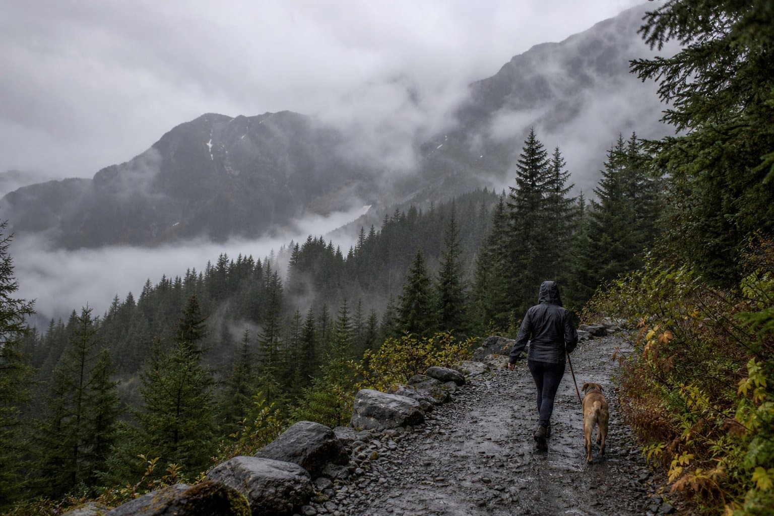 Cover image for article: Haines woman seriously injured by bear on Mt. Riley Road