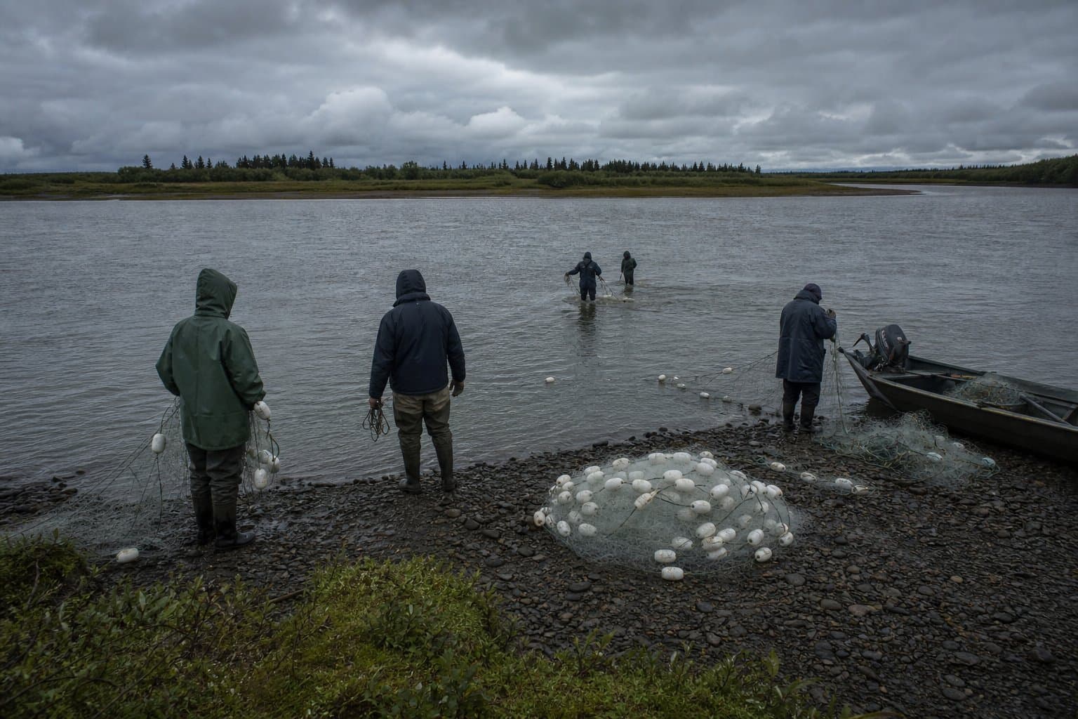 Cover image for article: The state closes Kuskokwim subsistence coho fishing as the run lags