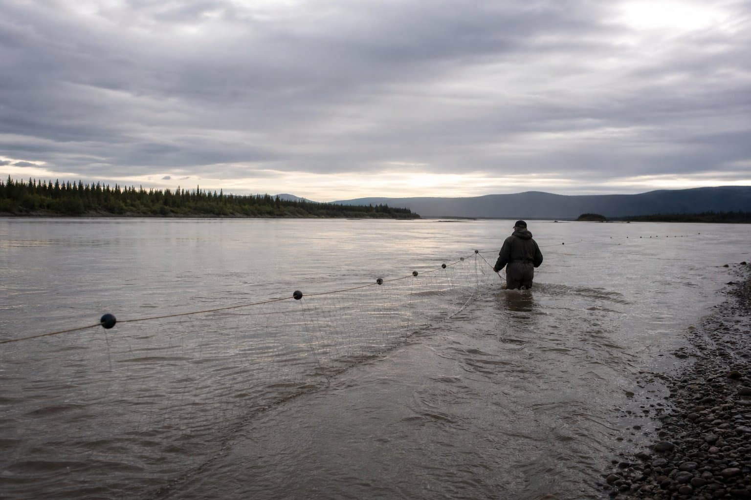 Cover image for article: Yukon River gillnet closures spread as Chinook and chum run far below average