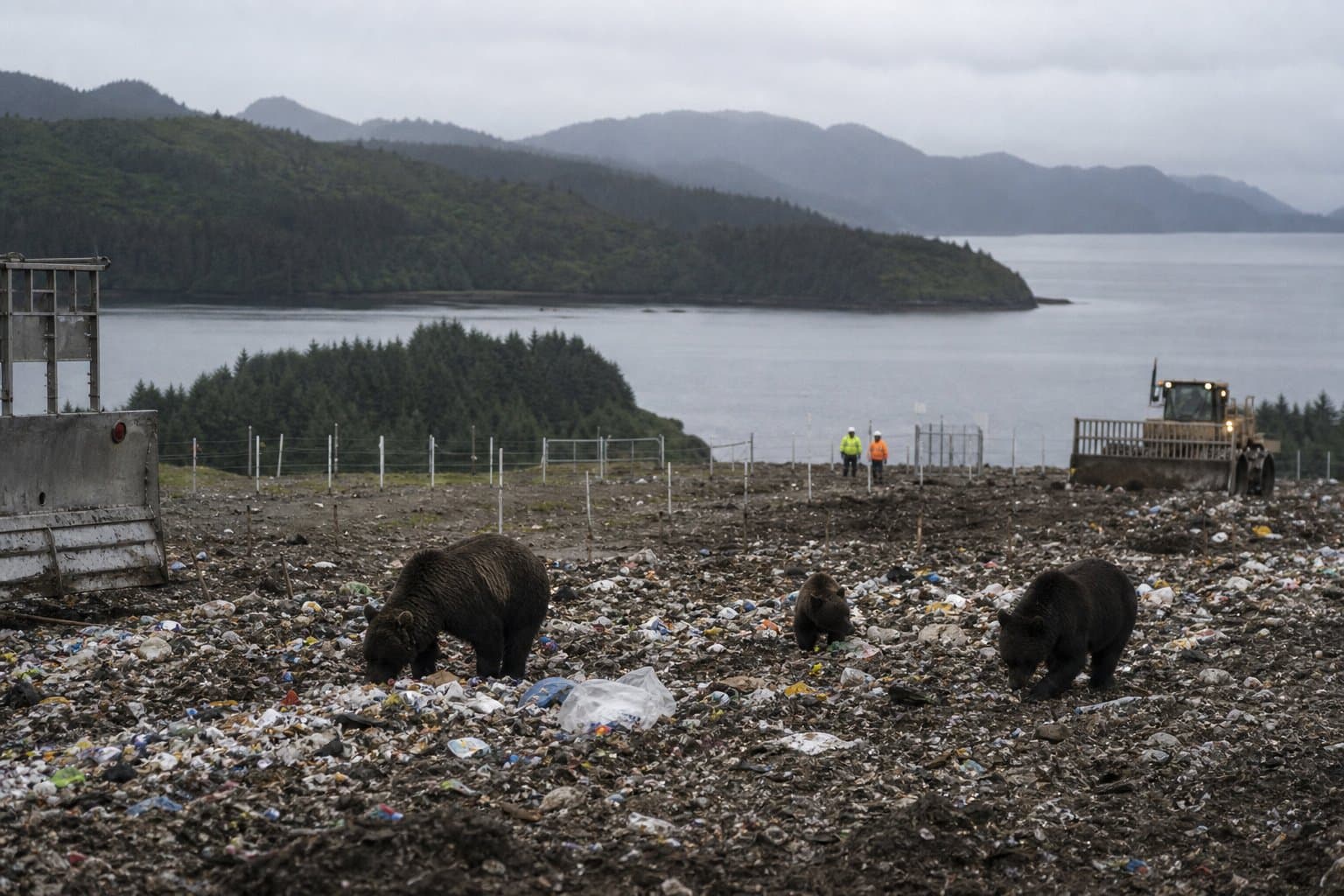Cover image for article: Bears still reaching Kodiak landfill weeks after state approved bear plan