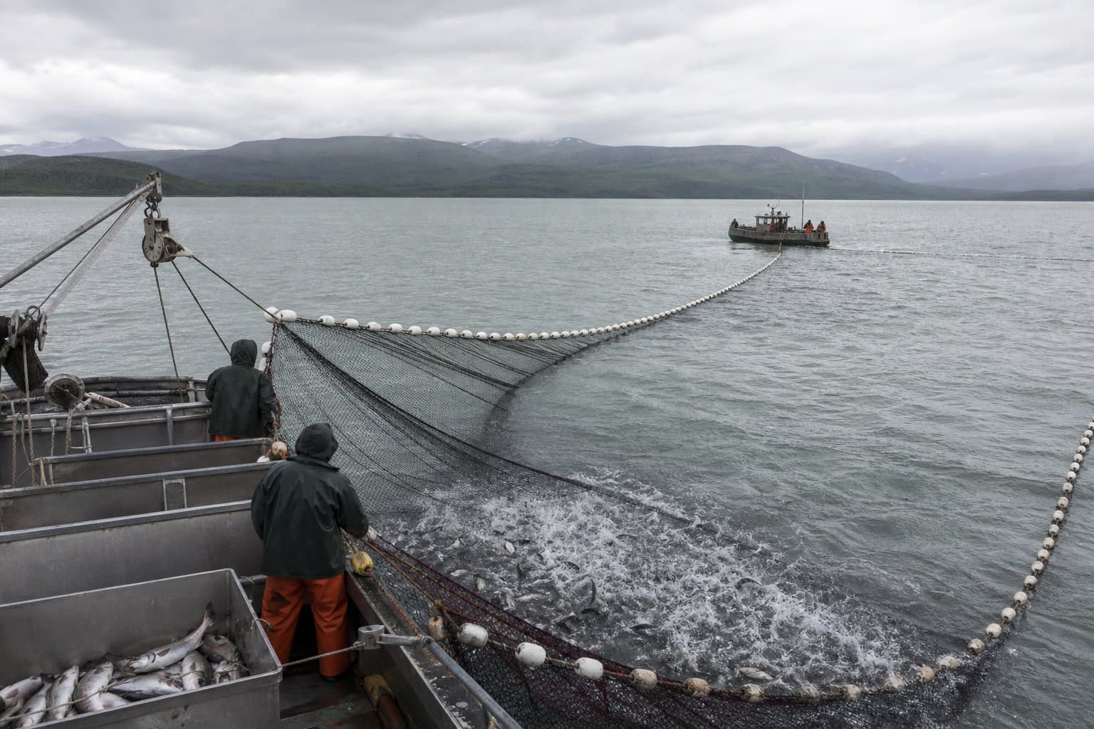 Cover image for article: Ugashik posts above-average sockeye harvest as Bristol Bay ramps up