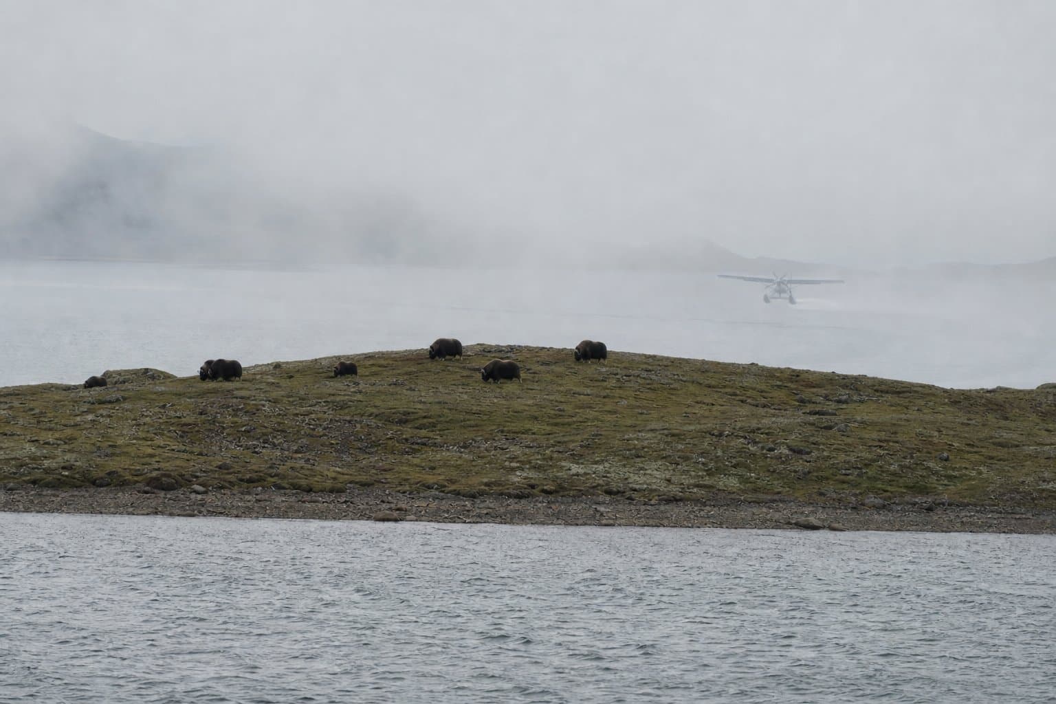 Cover image for article: Five muskoxen are stuck on a 15-acre island, so Alaska is opening a hunt