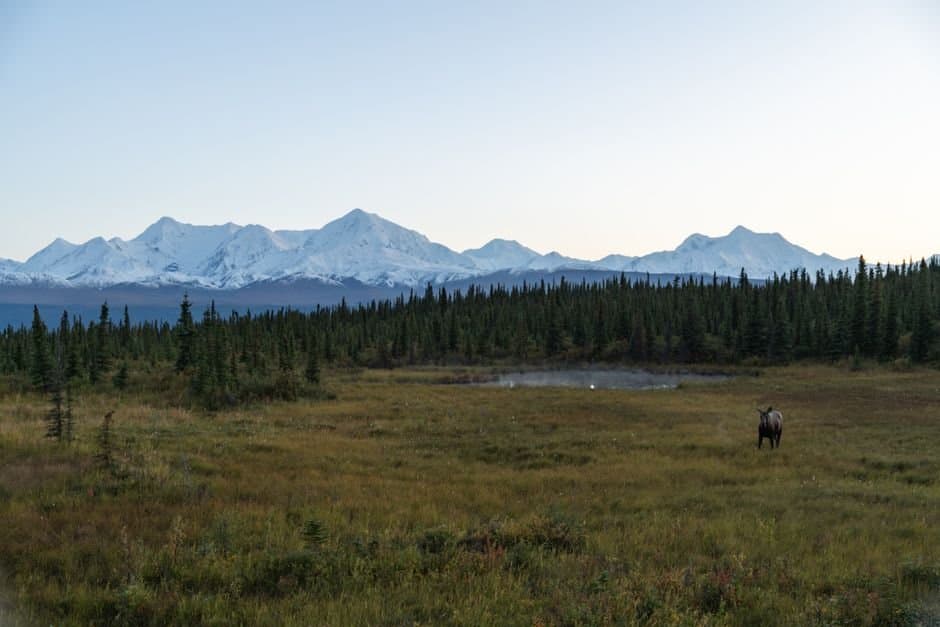 Cover image for article: State Parks tells Homer hikers to avoid new Kachemak Bay trails near moose kill