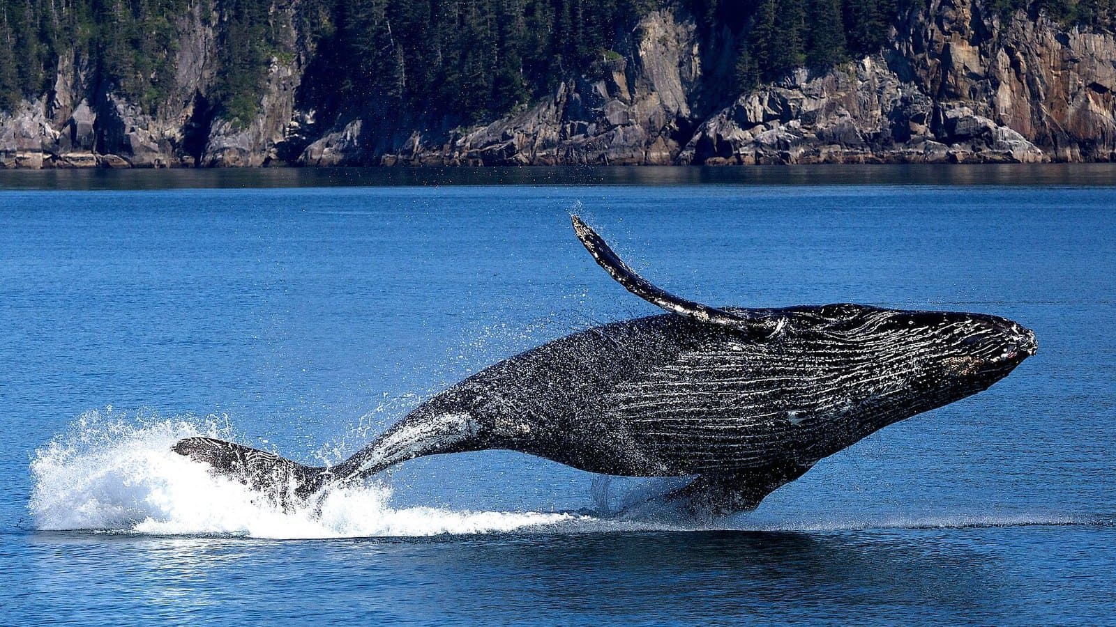 Cover image for article: Juneau task force nears a whale-watch cap and a new helicopter noise study