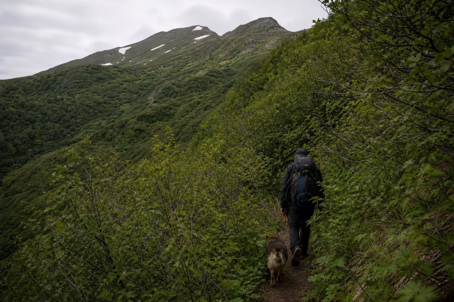 Cover image for article: Brown bear injures hiker on Bear Valley trail above south Anchorage