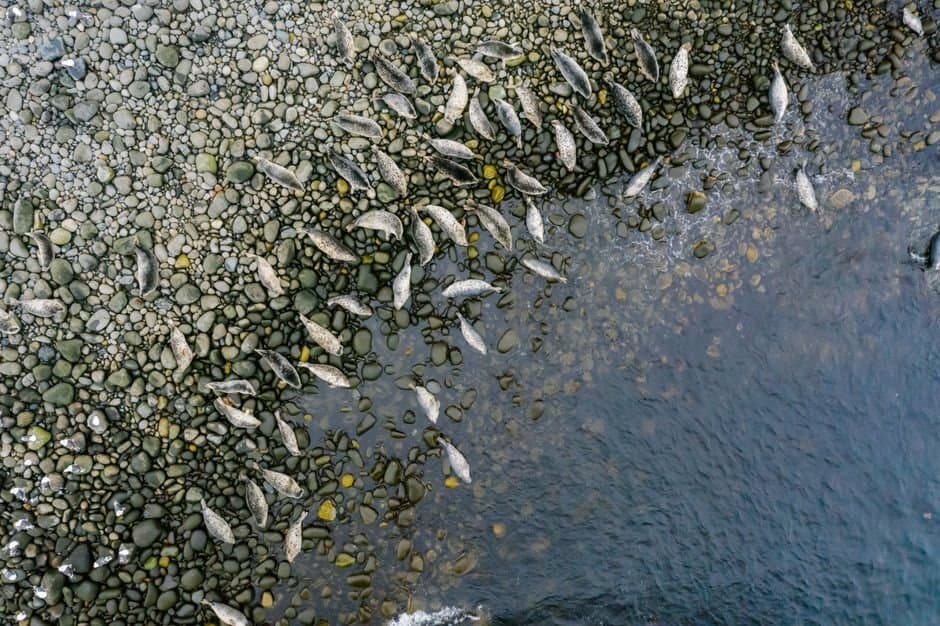 Cover image for article: NOAA proposes 1,660 marine mammal takes for Juneau fuel dock rebuild