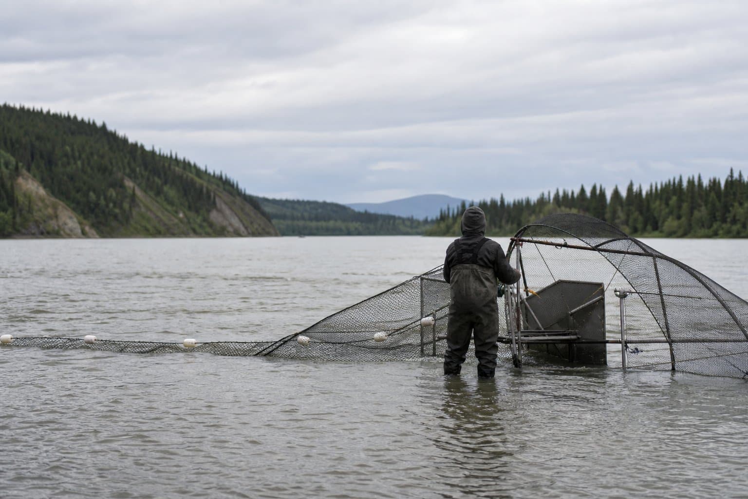 Cover image for article: Yukon District 4 federal waters open to summer chum subsistence with selective gear only