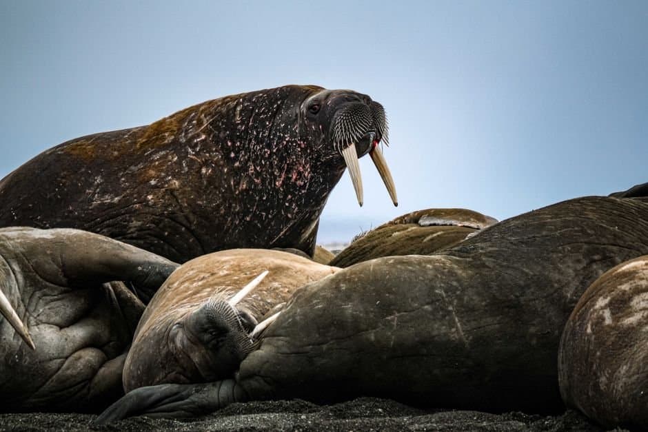 Cover image for article: House passes Alaska Native walrus-ivory protection bill
