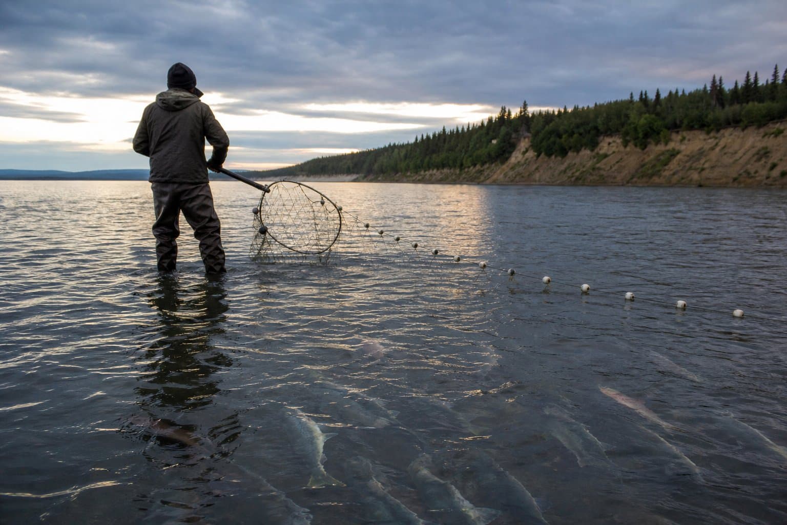 Cover image for article: Yukon subsistence fishing for fall chum and coho closes in Subdistrict 5-D Aug. 10 and Aug. 15