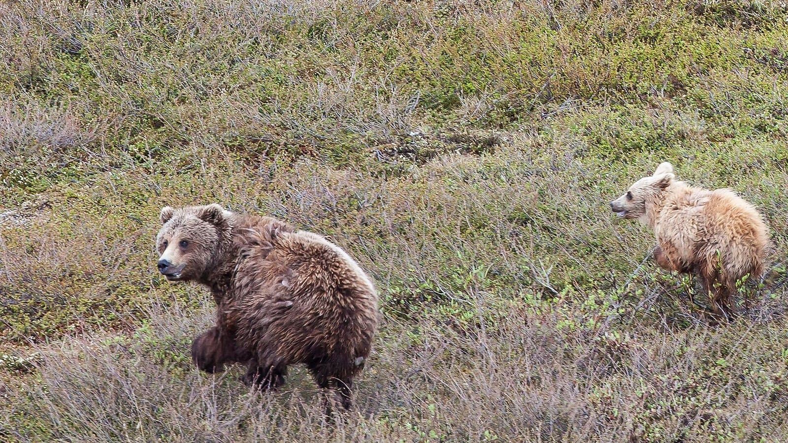 Cover image for article: State proposes giving North Slope Borough foothills land Fish and Game says caribou use