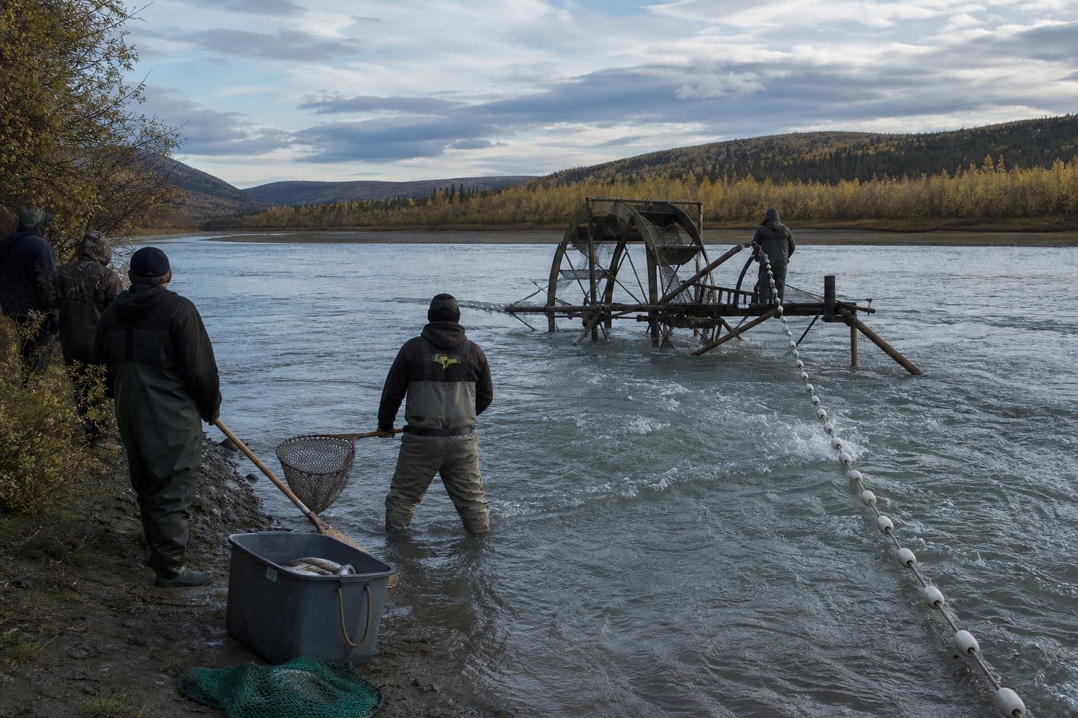 Cover image for article: Tanana subsistence chum fishing reopens while coho stays closed