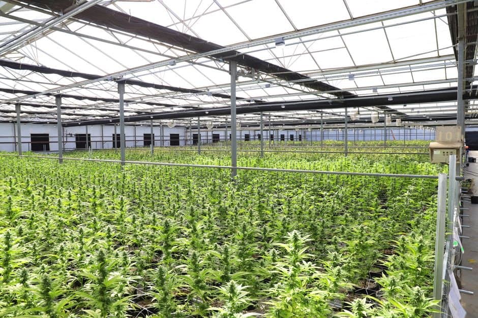 Cover image for article: Alaska rule would limit cannabinoids to licensed grows, approved hemp