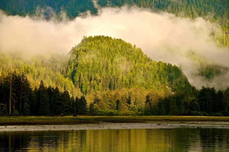 Cover image for article: Alaska proposes timber harvest in all Haines State Forest areas