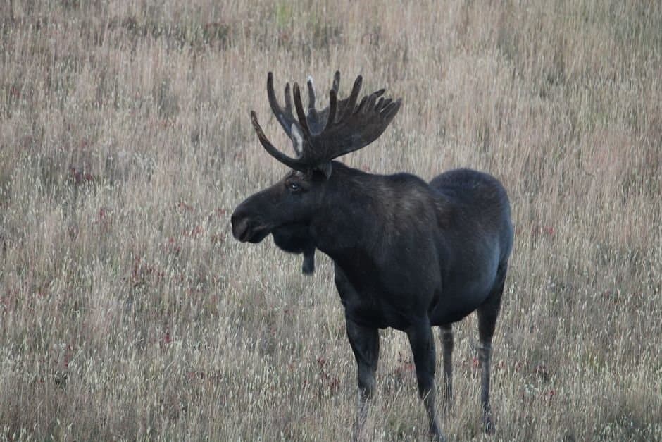 Cover image for article: Montana man charged with 37 counts in Bethel hunting residency case