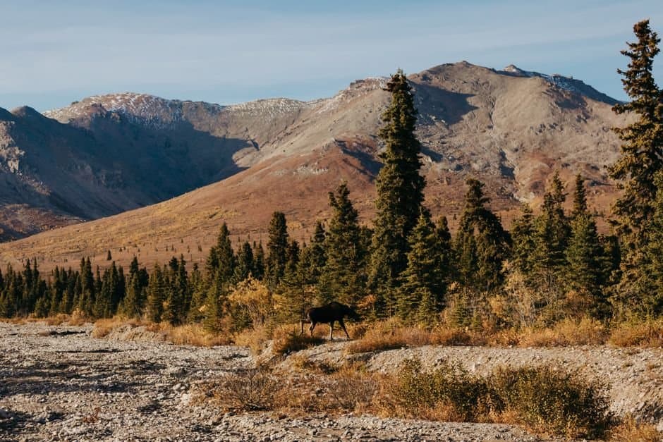 Cover image for article: State closes resident RM840 moose hunt in Unit 22D Remainder near Nome