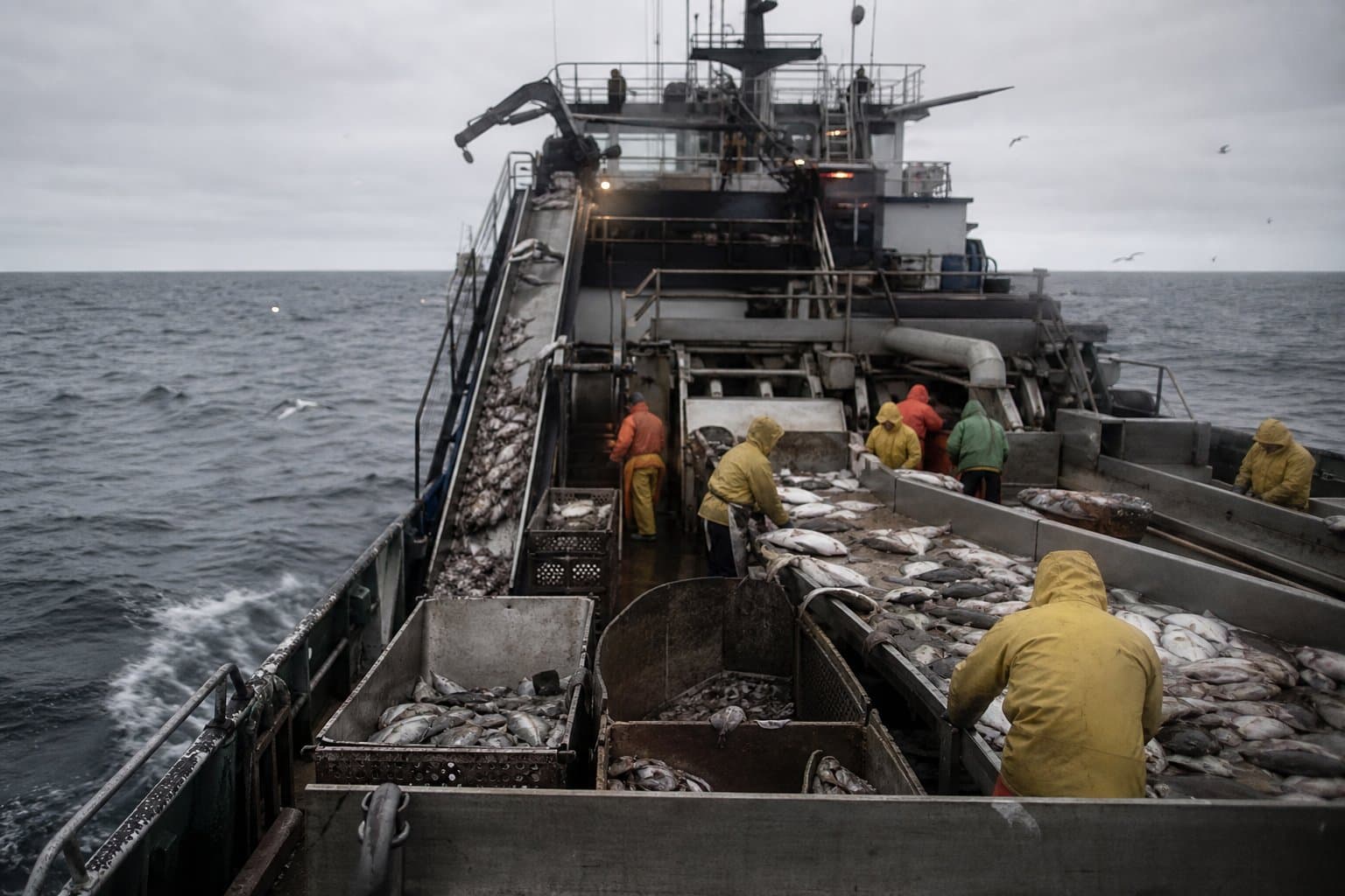 Cover image for article: Federal managers weigh permit letting a Bering Sea trawler donate halibut it now must discard