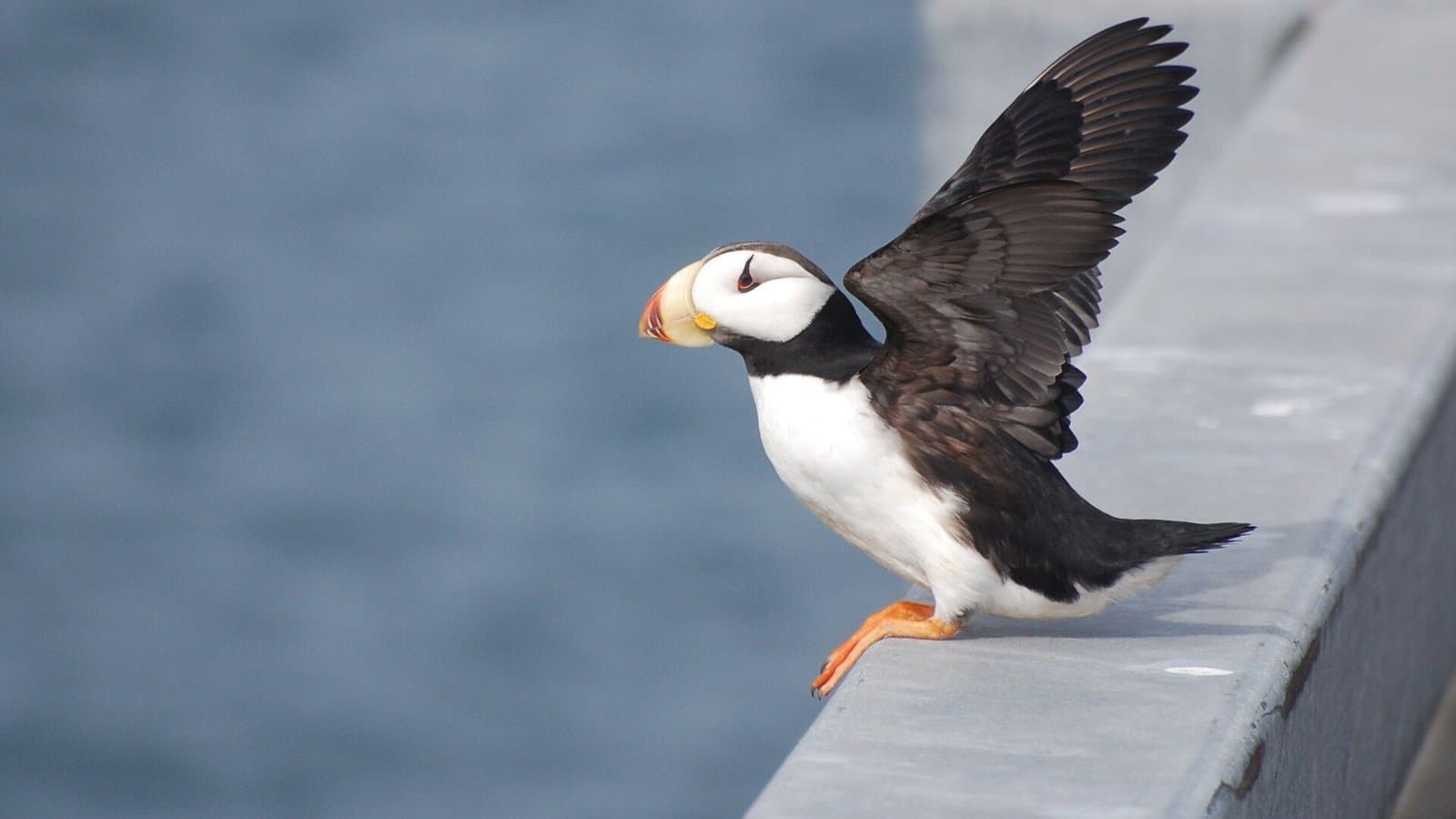 Cover image for article: Aleutians East Borough seeks contractor bids for repairs to the closed Cold Bay Dock