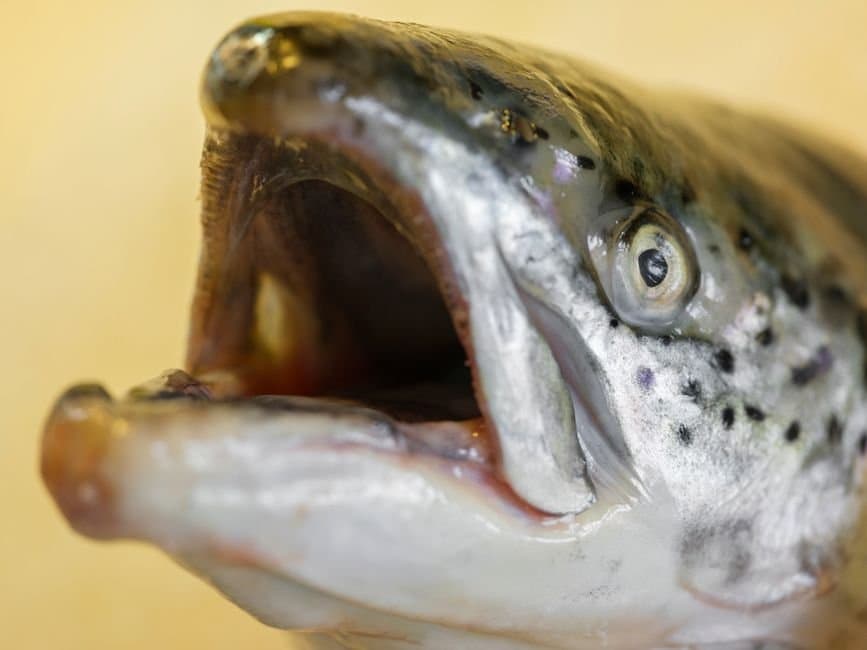 Cover image for article: A sharp cut to West Coast salmon limits lands on fish Alaska shares