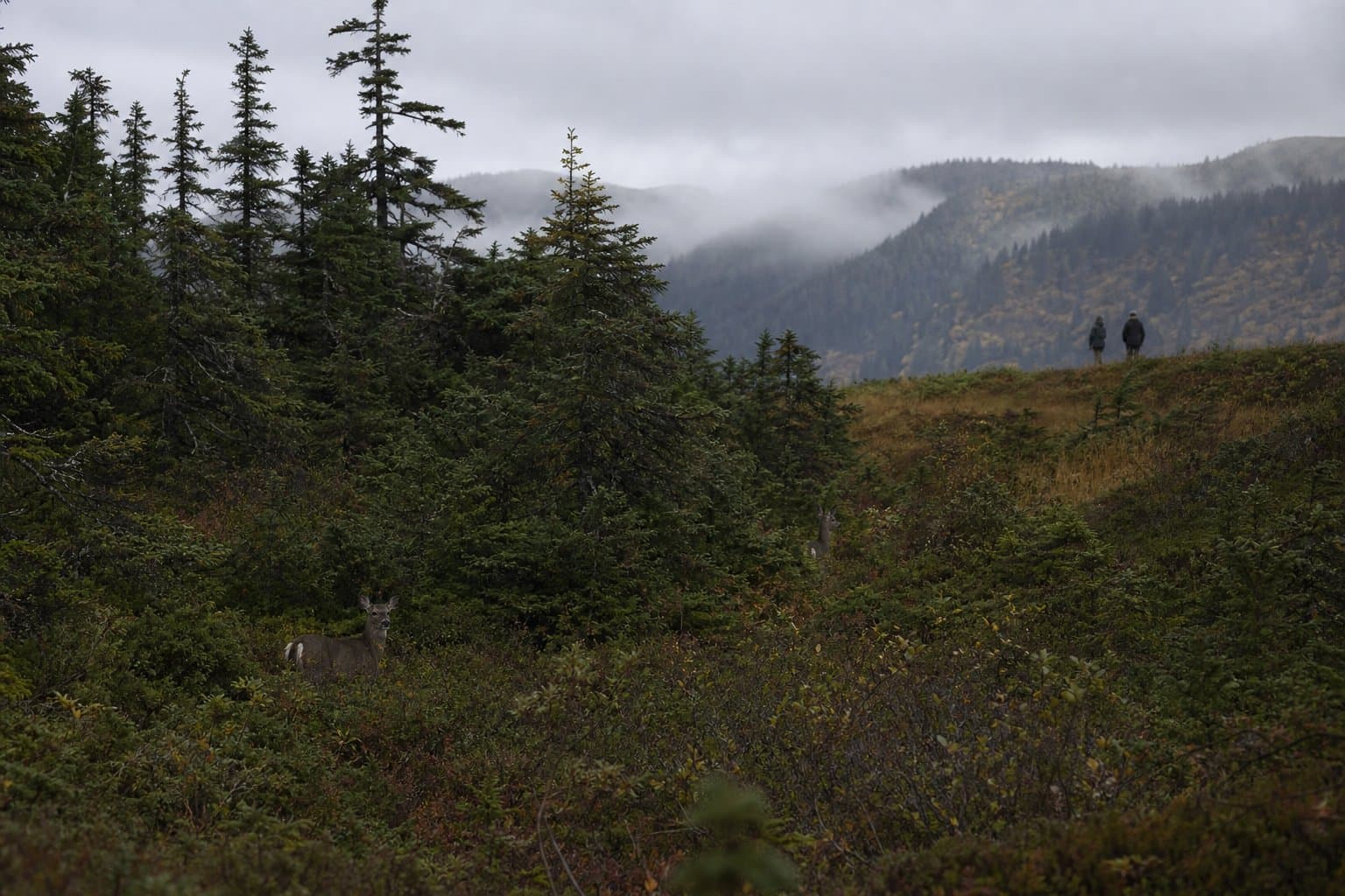 Cover image for article: Most of the deer Alaska moved to the Kenai died over winter. The state is trying again.