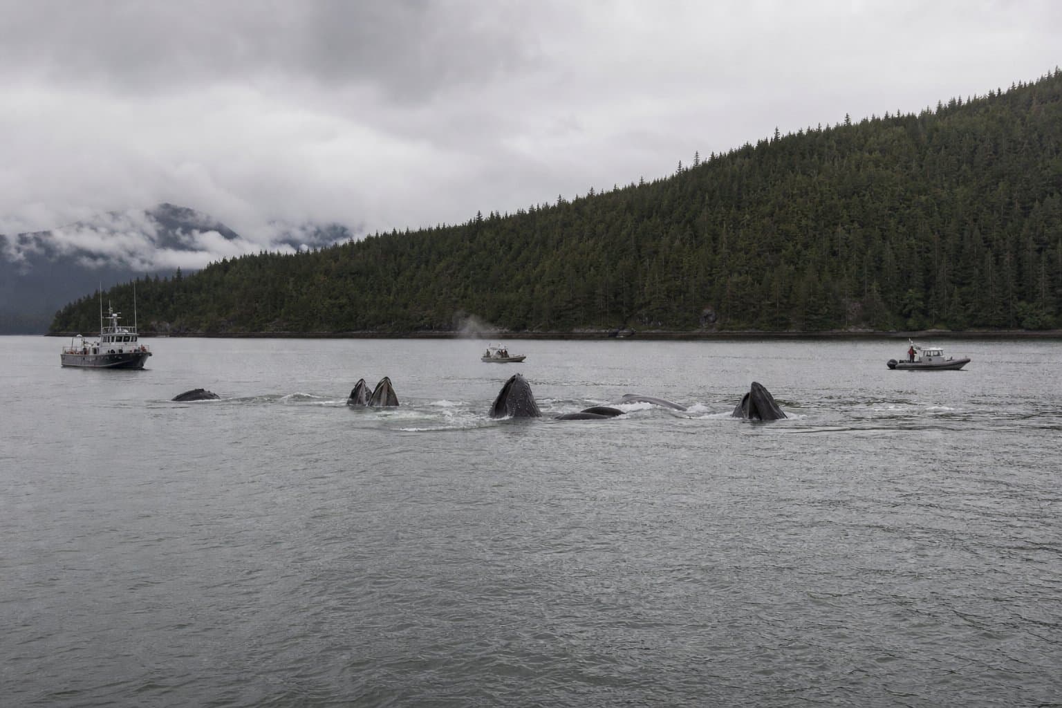 Cover image for article: A new cruise terminal could rise in a humpback whale feeding ground near Juneau