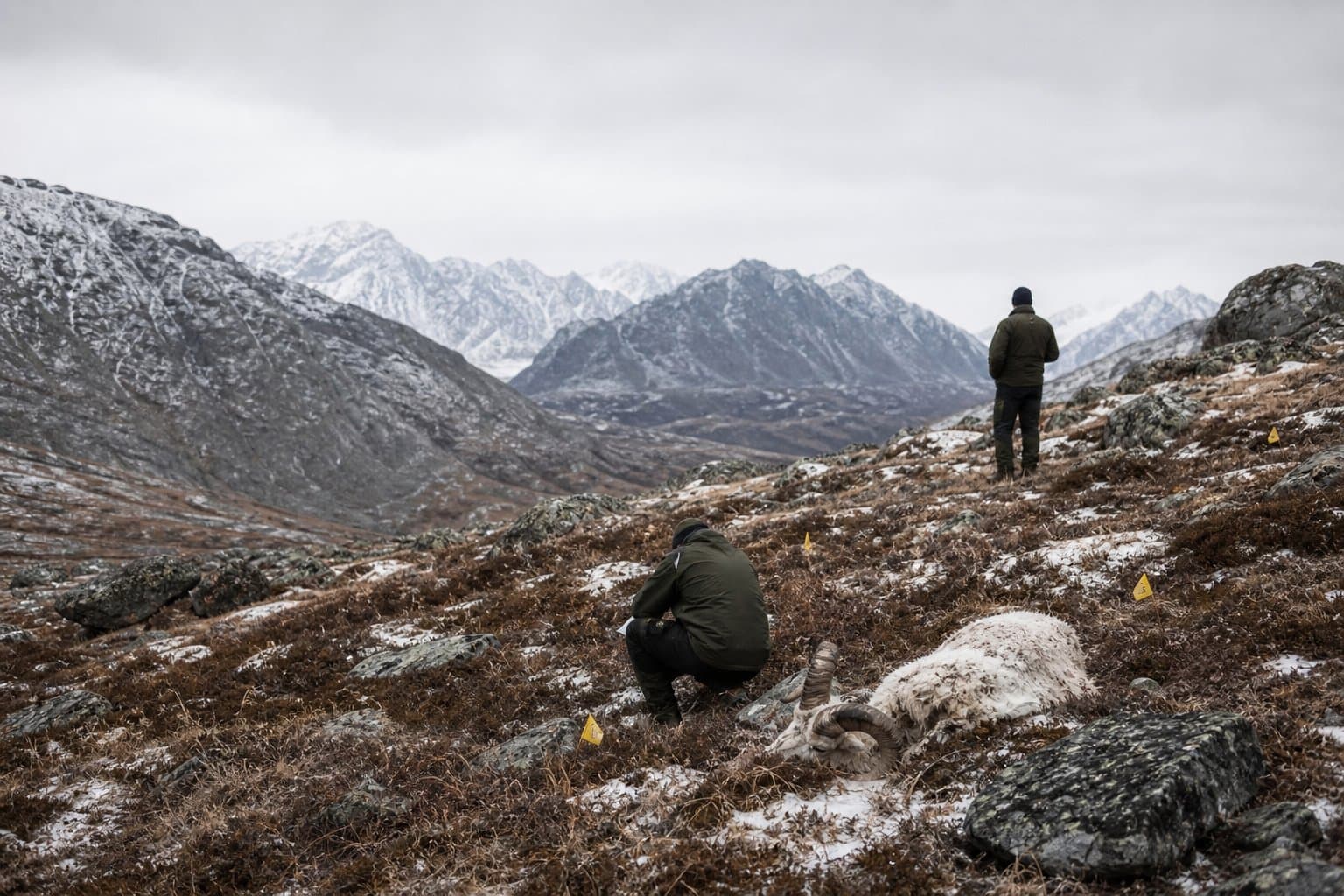 Cover image for article: Collar signal sends state biologists to a Dall sheep kill site in the Alaska Range