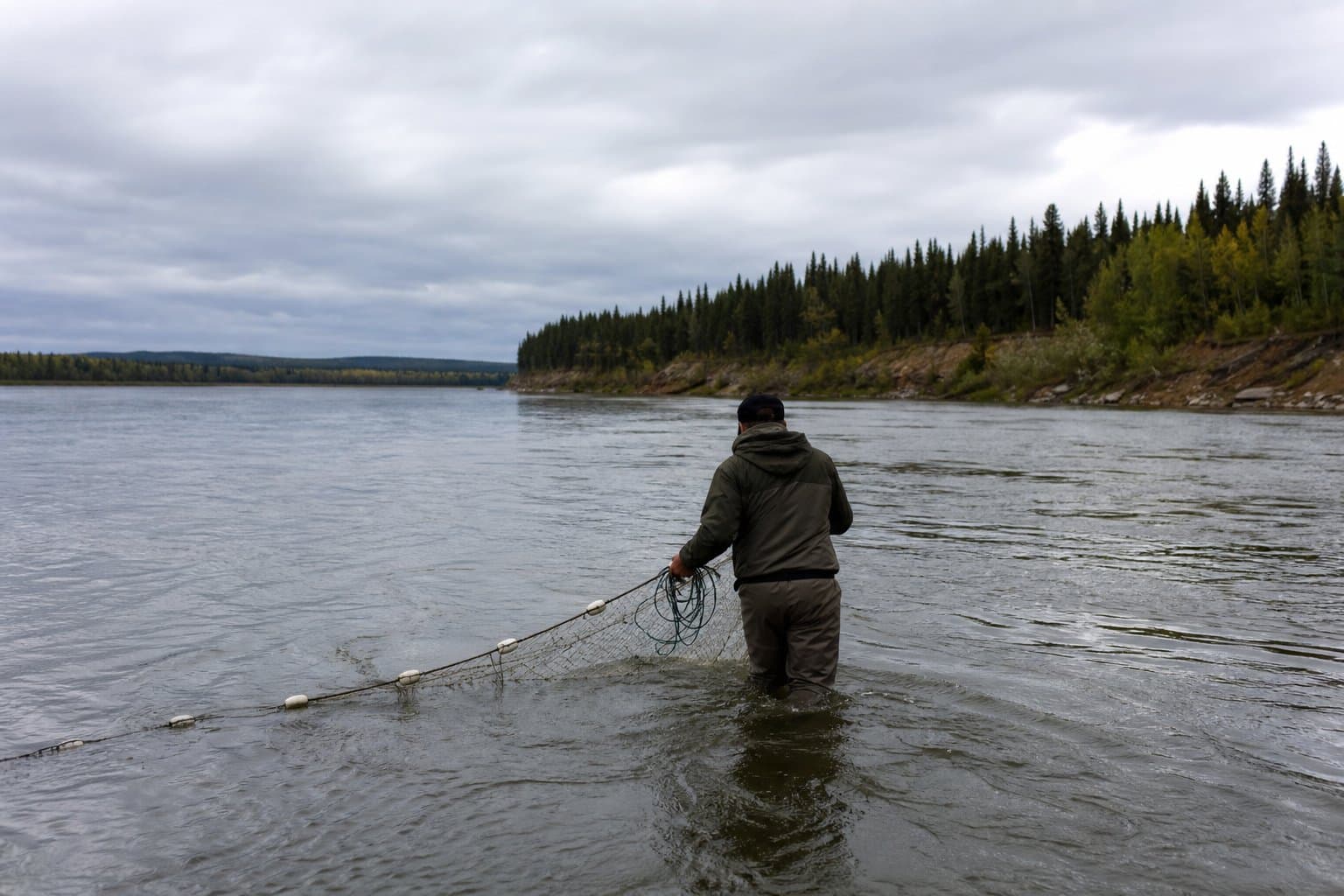 Cover image for article: Yukon coho are running far below normal, and even a strong chum year likely won't reopen fishing